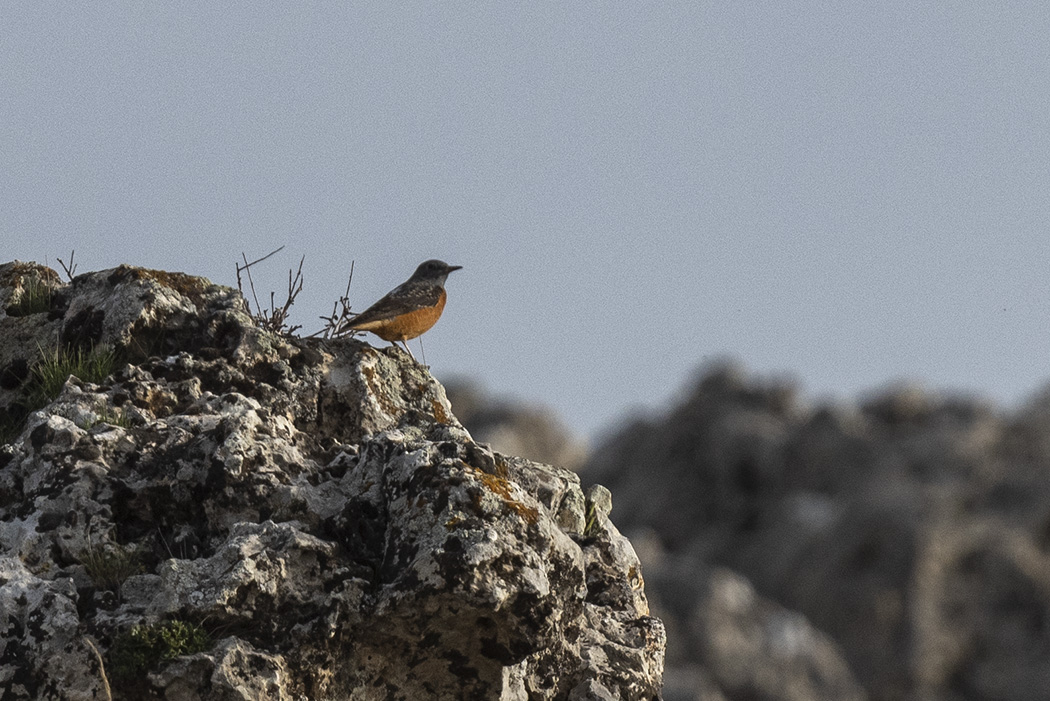 Rufous-tailed Rock-Thrush